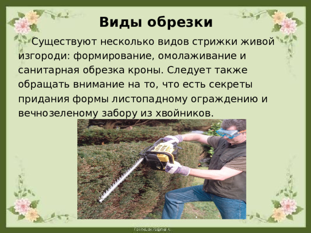 Виды обрезки  Существуют несколько видов стрижки живой изгороди: формирование, омолаживание и санитарная обрезка кроны. Следует также обращать внимание на то, что есть секреты придания формы листопадному ограждению и вечнозеленому забору из хвойников. 