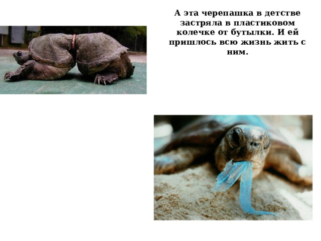 А эта черепашка в детстве застряла в пластиковом колечке от бутылки. И ей пришлось всю жизнь жить с ним. 