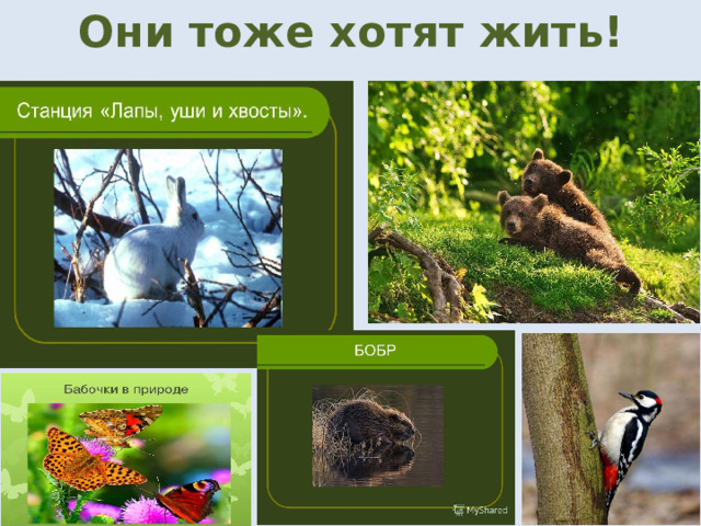Они тоже хотят жить! 