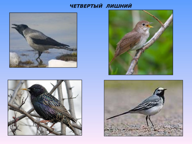 ЧЕТВЕРТЫЙ  ЛИШНИЙ 