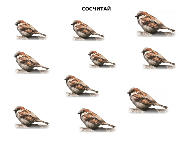 СОСЧИТАЙ 