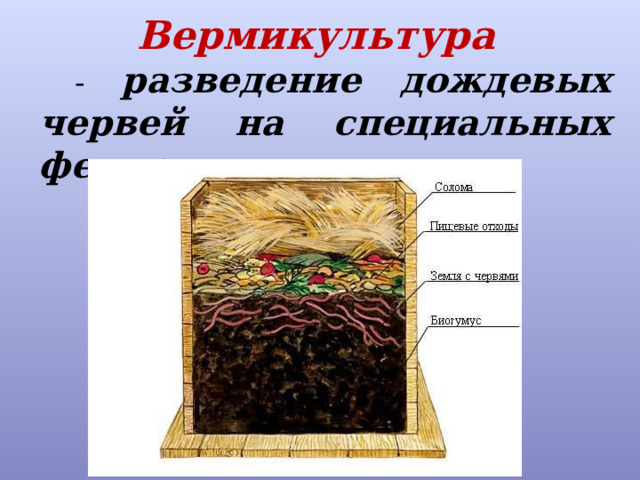 Вермикультура  - разведение дождевых червей на специальных фермах 