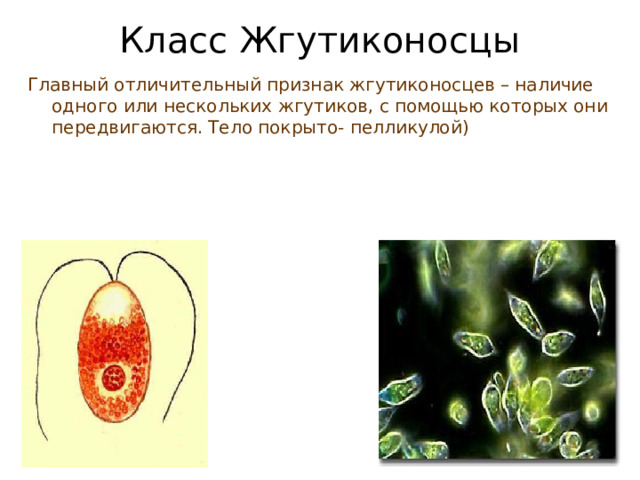 Класс Жгутиконосцы   Главный отличительный признак жгутиконосцев – наличие одного или нескольких жгутиков, с помощью которых они передвигаются. Тело покрыто- пелликулой) 