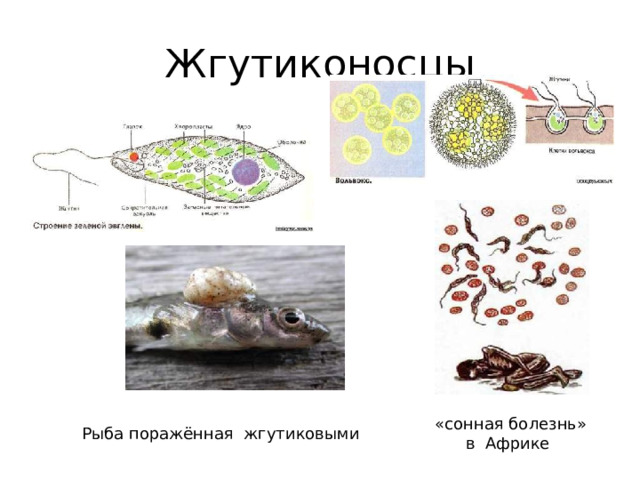 Жгутиконосцы «сонная болезнь»  в Африке Рыба поражённая жгутиковыми 