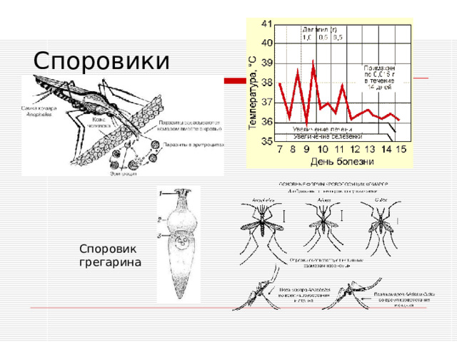 Споровики Споровик грегарина 