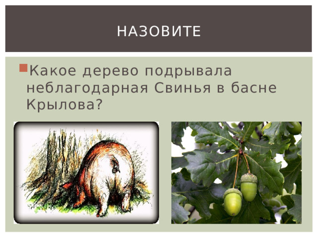 НАЗОВИТЕ Какое дерево подрывала неблагодарная Свинья в басне Крылова? 