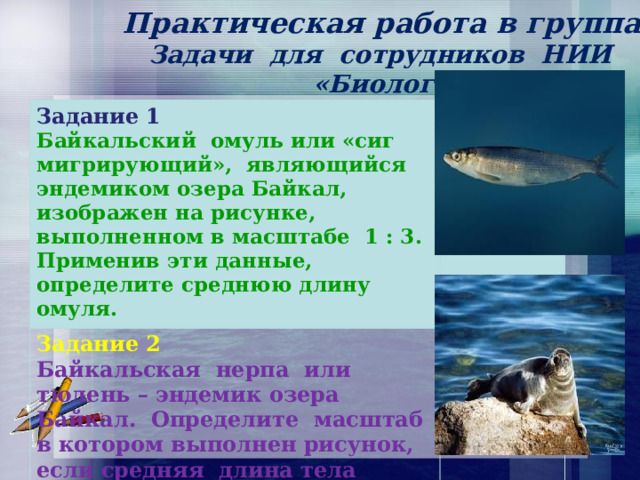  Практическая работа в группах.  Задачи для сотрудников НИИ  «Биологи».  Задание 1 Байкальский омуль или «сиг мигрирующий», являющийся эндемиком озера Байкал, изображен на рисунке, выполненном в масштабе 1 : 3. Задание 2 Применив эти данные, определите среднюю длину омуля. Байкальская нерпа или тюлень – эндемик озера Байкал. Определите масштаб в котором выполнен рисунок, если средняя длина тела взрослой особи (от конца носа до конца задних ластов)  составляет 180 см.  
