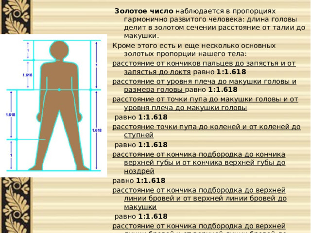  Золотое число наблюдается в пропорциях гармонично развитого человека: длина головы делит в золотом сечении расстояние от талии до макушки. Кроме этого есть и еще несколько основных золотых пропорции нашего тела: расстояние от кончиков пальцев до запястья и от запястья до локтя равно 1:1.618 расстояние от уровня плеча до макушки головы и размера головы равно 1:1.618 расстояние от точки пупа до макушки головы и от уровня плеча до макушки головы  равно 1:1.618 расстояние точки пупа до коленей и от коленей до ступней  равно 1:1.618 расстояние от кончика подбородка до кончика верхней губы и от кончика верхней губы до ноздрей  равно 1:1.618 расстояние от кончика подбородка до верхней линии бровей и от верхней линии бровей до макушки  равно 1:1.618 расстояние от кончика подбородка до верхней линии бровей и от верхней линии бровей до макушки  равно 1:1.618 
