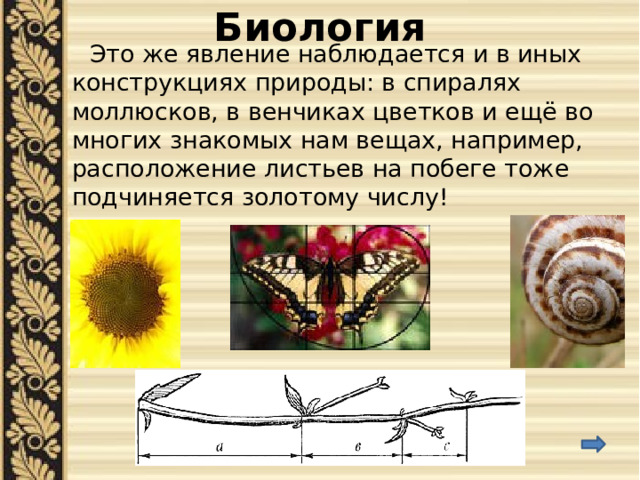 Биология  Это же явление наблюдается и в иных конструкциях природы: в спиралях моллюсков, в венчиках цветков и ещё во многих знакомых нам вещах, например, расположение листьев на побеге тоже подчиняется золотому числу! 