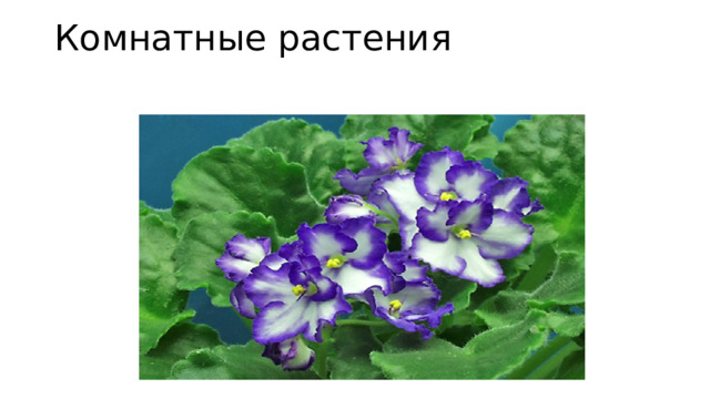 Комнатные растения   