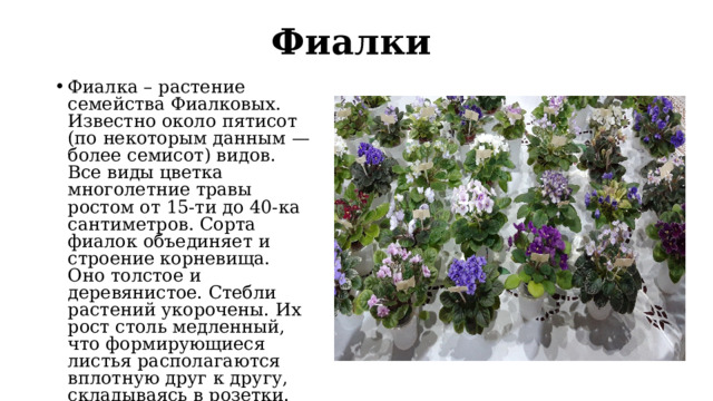 Фиалки    Фиалка – растение семейства Фиалковых. Известно около пятисот (по некоторым данным — более семисот) видов. Все виды цветка многолетние травы ростом от 15-ти до 40-ка сантиметров. Сорта фиалок объединяет и строение корневища. Оно толстое и деревянистое. Стебли растений укорочены. Их рост столь медленный, что формирующиеся листья располагаются вплотную друг к другу, складываясь в розетки. Прикорневая не только зелень, но и цветоносы фиалок. 
