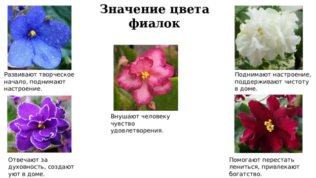 Значение цвета фиалок Развивают творческое начало, поднимают настроение. Поднимают настроение, поддерживают чистоту в доме. Внушают человеку чувство удовлетворения. Отвечают за духовность, создают уют в доме. Помогают перестать лениться, привлекают богатство. 