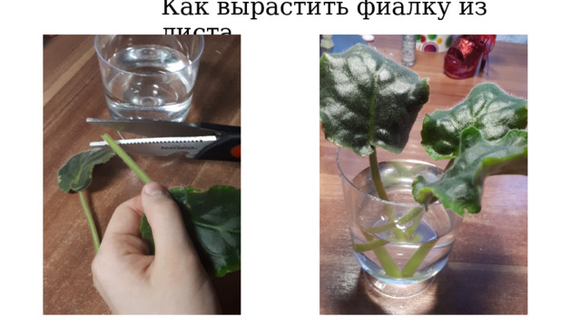 Как вырастить фиалку из листа 