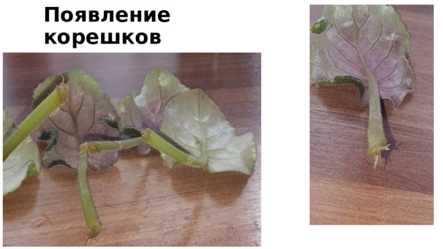 Появление корешков 