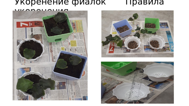 Укоренение фиалок Правила укоренения 