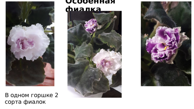 Особенная фиалка В одном горшке 2 сорта фиалок 