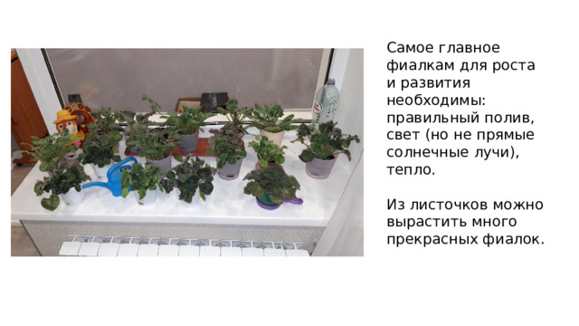 Самое главное фиалкам для роста и развития необходимы: правильный полив, свет (но не прямые солнечные лучи), тепло. Из листочков можно вырастить много прекрасных фиалок.   