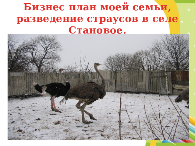 Бизнес план моей семьи, разведение страусов в селе Становое. 