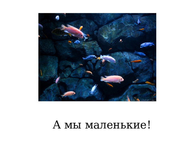 А мы маленькие! 