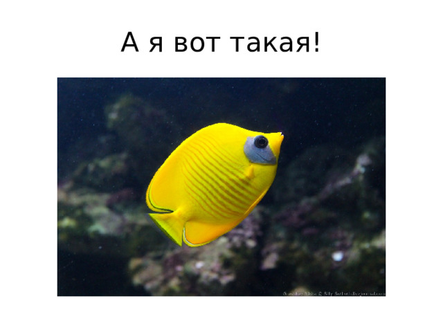 А я вот такая! 