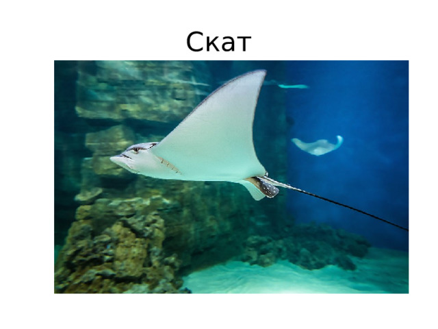 Скат 