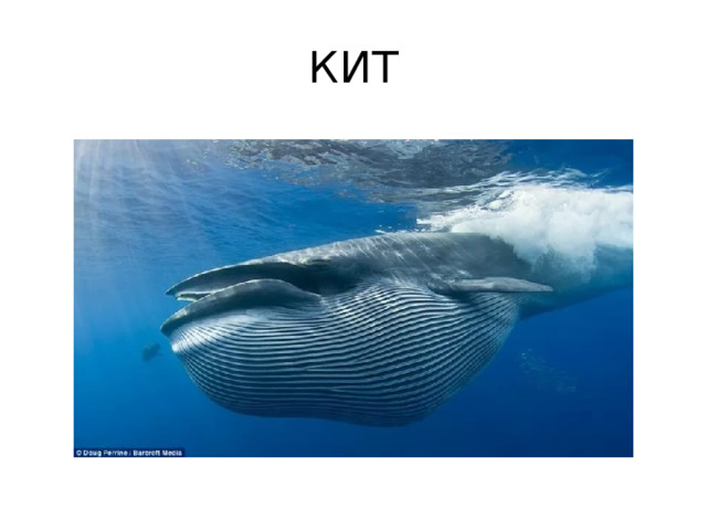 КИТ 