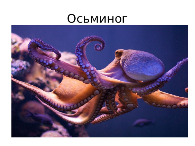 Осьминог 