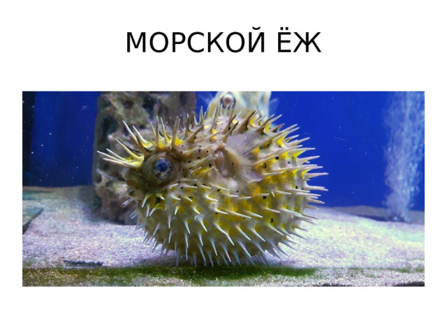 МОРСКОЙ ЁЖ 