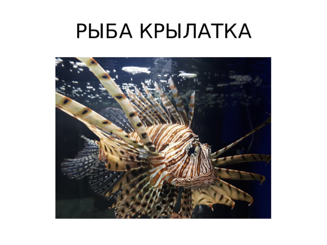 РЫБА КРЫЛАТКА 