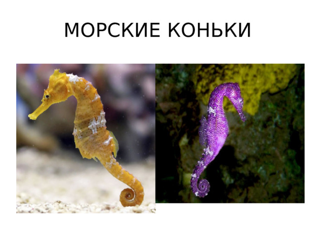 МОРСКИЕ КОНЬКИ 