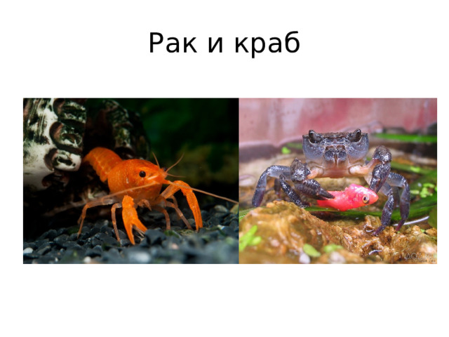 Рак и краб 