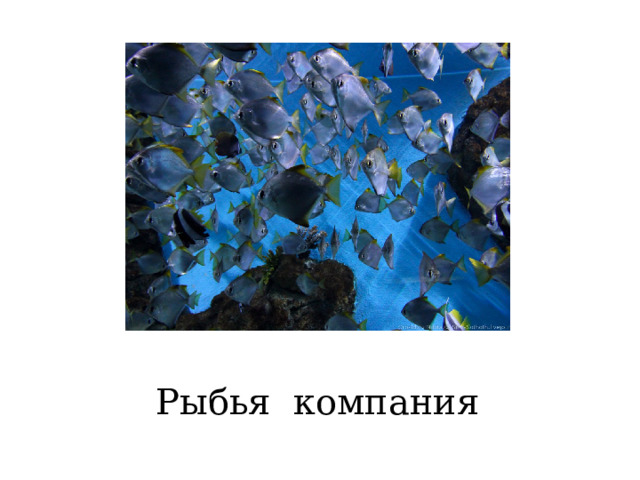 Рыбья компания 