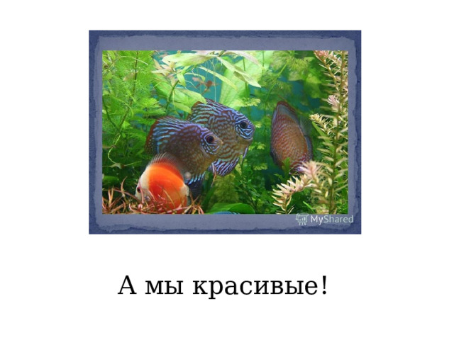 А мы красивые! 