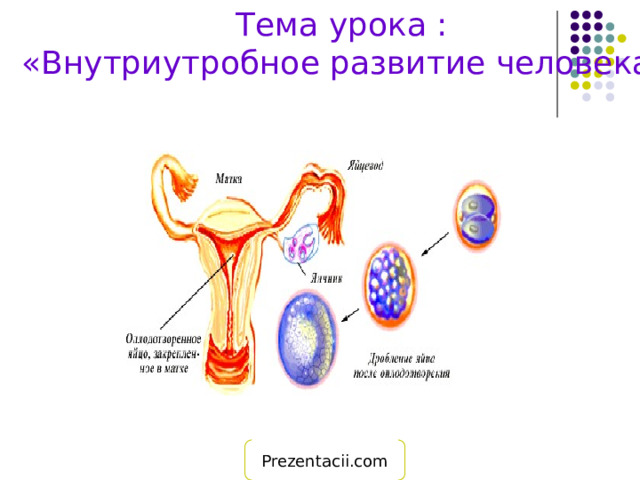 Тема урока : « Внутриутробное развитие человека » Prezentacii.com 
