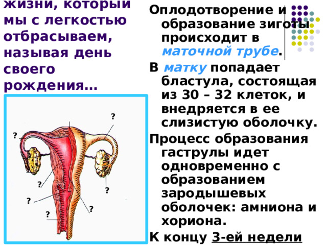 Оплодотворение и образование зиготы происходит в маточной трубе . В матку попадает бластула, состоящая из 30 – 32 клеток, и внедряется в ее слизистую оболочку. Процесс образования гаструлы идет одновременно с образованием зародышевых оболочек: амниона и хориона. К концу 3-ей недели завершается образование нейрулы. Период нашей жизни, который мы с легкостью отбрасываем, называя день своего рождения… ? ? ? ? ? ? ? 