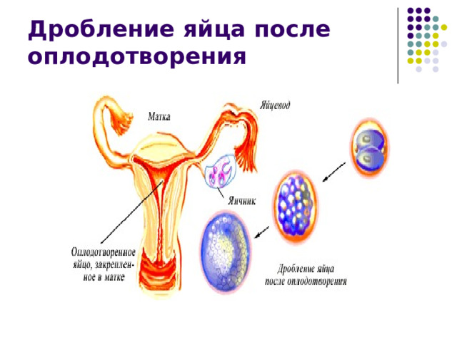 Дробление яйца после оплодотворения 