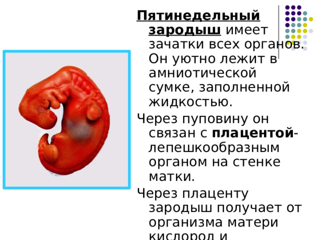 Пятинедельный зародыш имеет зачатки всех органов. Он уютно лежит в амниотической сумке, заполненной жидкостью. Через пуповину он связан с плацентой - лепешкообразным органом на стенке матки. Через плаценту зародыш получает от организма матери кислород и питательные вещества, а отдает углекислый газ и продукты распада. 