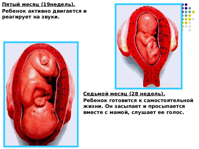Пятый месяц (19недель). Ребенок активно двигается и реагирует на звуки. Седьмой месяц (28 недель). Ребенок готовится к самостоятельной жизни. Он засыпает и просыпается вместе с мамой, слушает ее голос. 
