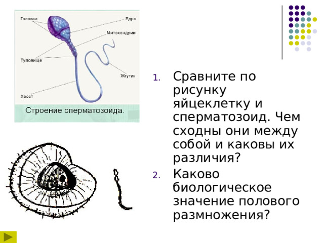 Сравните по рисунку яйцеклетку и сперматозоид. Чем сходны они между собой и каковы их различия? Каково биологическое значение полового размножения? 