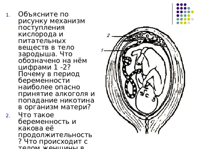 Объясните по рисунку механизм поступления кислорода и питательных веществ в тело зародыша. Что обозначено на нём цифрами 1 -2? Почему в период беременности наиболее опасно принятие алкоголя и попадание никотина в организм матери? Что такое беременность и какова её продолжительность? Что происходит с телом женщины в первые месяцы беременности? 