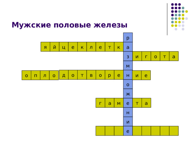 Мужские половые железы р а я й ц е к л е т к о г и т з а м т о е р в д о н о о и е л п о ж е т а а м г н и е 