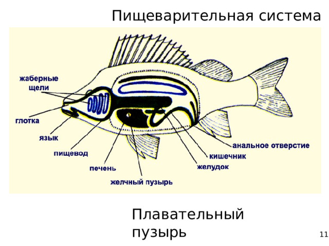 Пищеварительная система Плавательный пузырь 11 