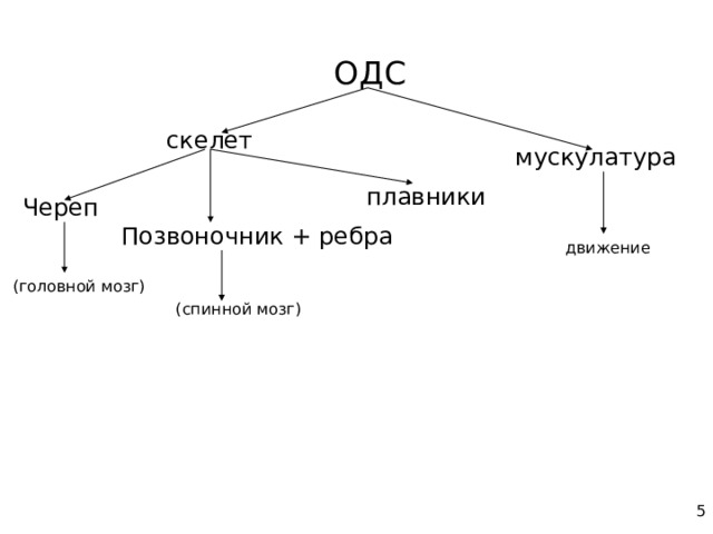 ОДС скелет мускулатура плавники Череп Позвоночник + ребра движение (головной мозг) (спинной мозг) 5 