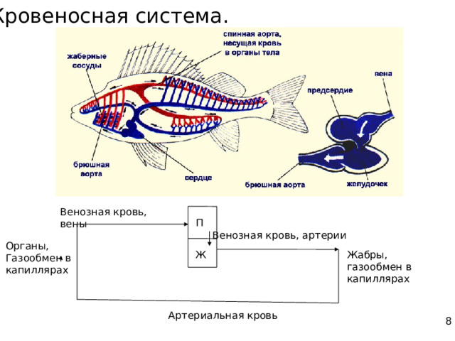 Кровеносная система. Венозная кровь, вены П Венозная кровь, артерии Органы, Газообмен в капиллярах Ж Жабры, газообмен в капиллярах Артериальная кровь 8 