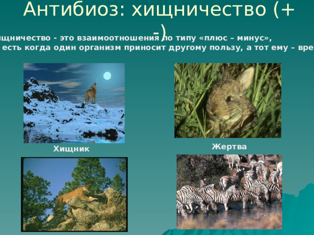 Антибиоз: хищничество (+ -) Хищничество - это взаимоотношения по типу «плюс – минус», то есть когда один организм приносит другому пользу, а тот ему – вред. Жертва Хищник 