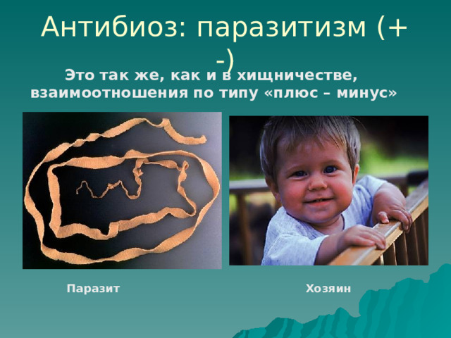 Антибиоз: паразитизм (+ -) Это так же, как и в хищничестве, взаимоотношения по типу «плюс – минус» Паразит Хозяин 