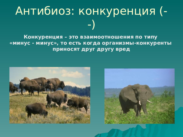 Антибиоз: конкуренция (- -) Конкуренция – это взаимоотношения по типу «минус - минус», то есть когда организмы-конкуренты  приносят друг другу вред 