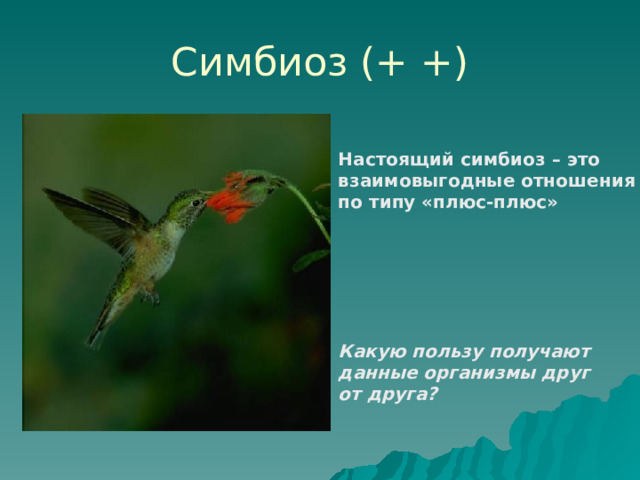 Симбиоз (+ +) Настоящий симбиоз – это взаимовыгодные отношения по типу «плюс-плюс» Какую пользу получают данные организмы друг от друга? 