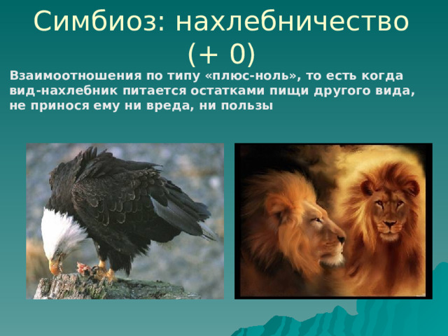 Симбиоз: нахлебничество (+ 0) Взаимоотношения по типу «плюс-ноль», то есть когда вид-нахлебник питается остатками пищи другого вида, не принося ему ни вреда, ни пользы 