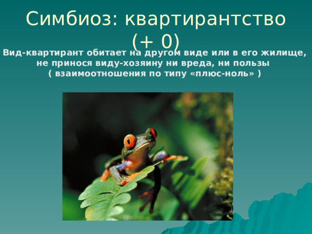 Симбиоз: квартирантство (+ 0) Вид-квартирант обитает на другом виде или в его жилище, не принося виду-хозяину ни вреда, ни пользы ( взаимоотношения по типу «плюс-ноль» ) 